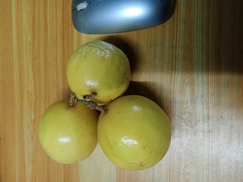 黄金百香果推荐