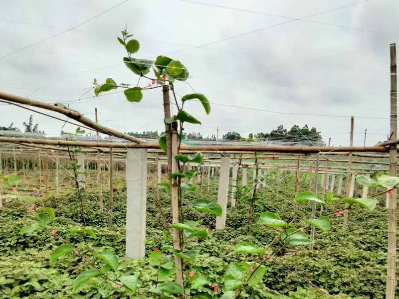 黄金百香果图片