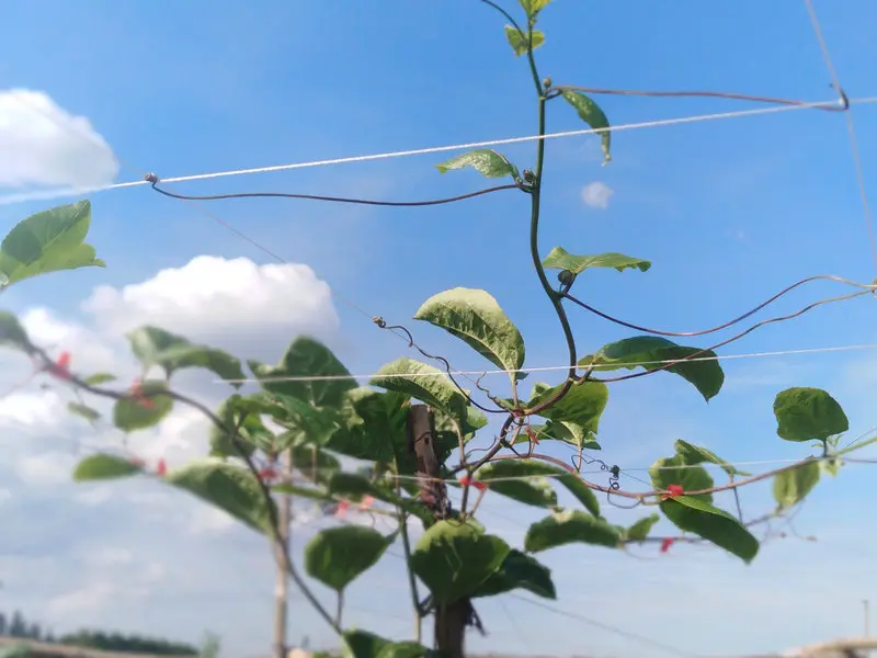 黄金百香果图片