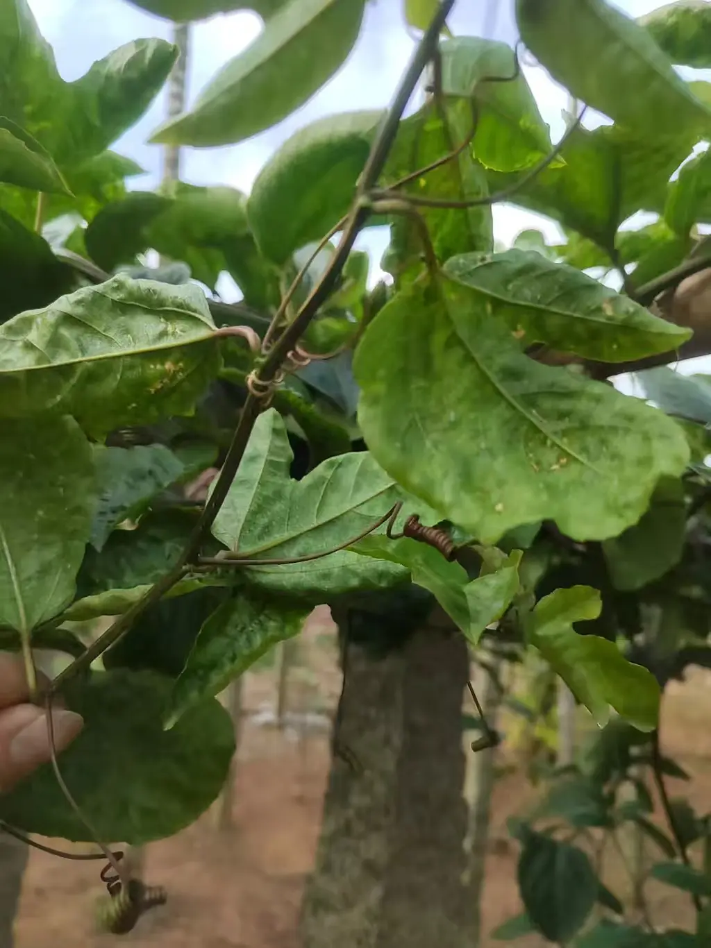 钦蜜九号黄金百香果病毒病