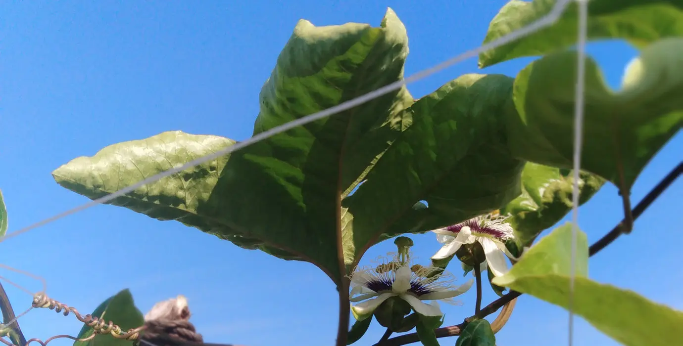 黄金百香果高产种植方法