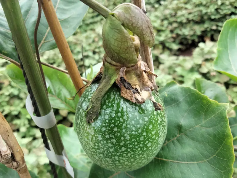 黄金百香果图片