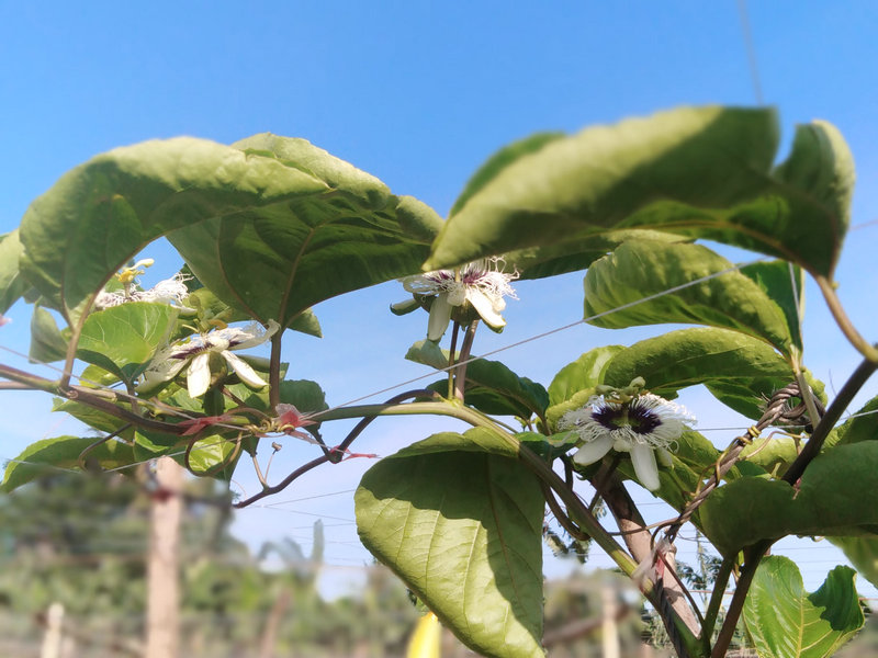 黄金百香果图片