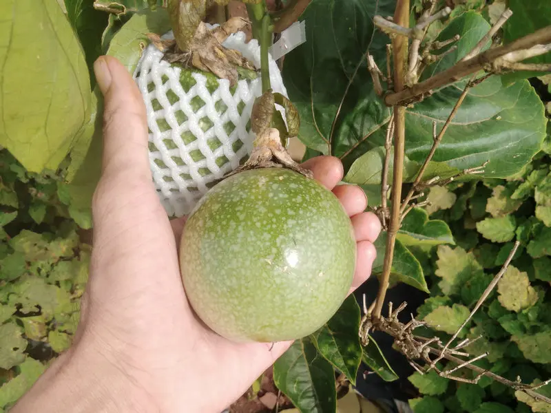 黄金百香果吃法