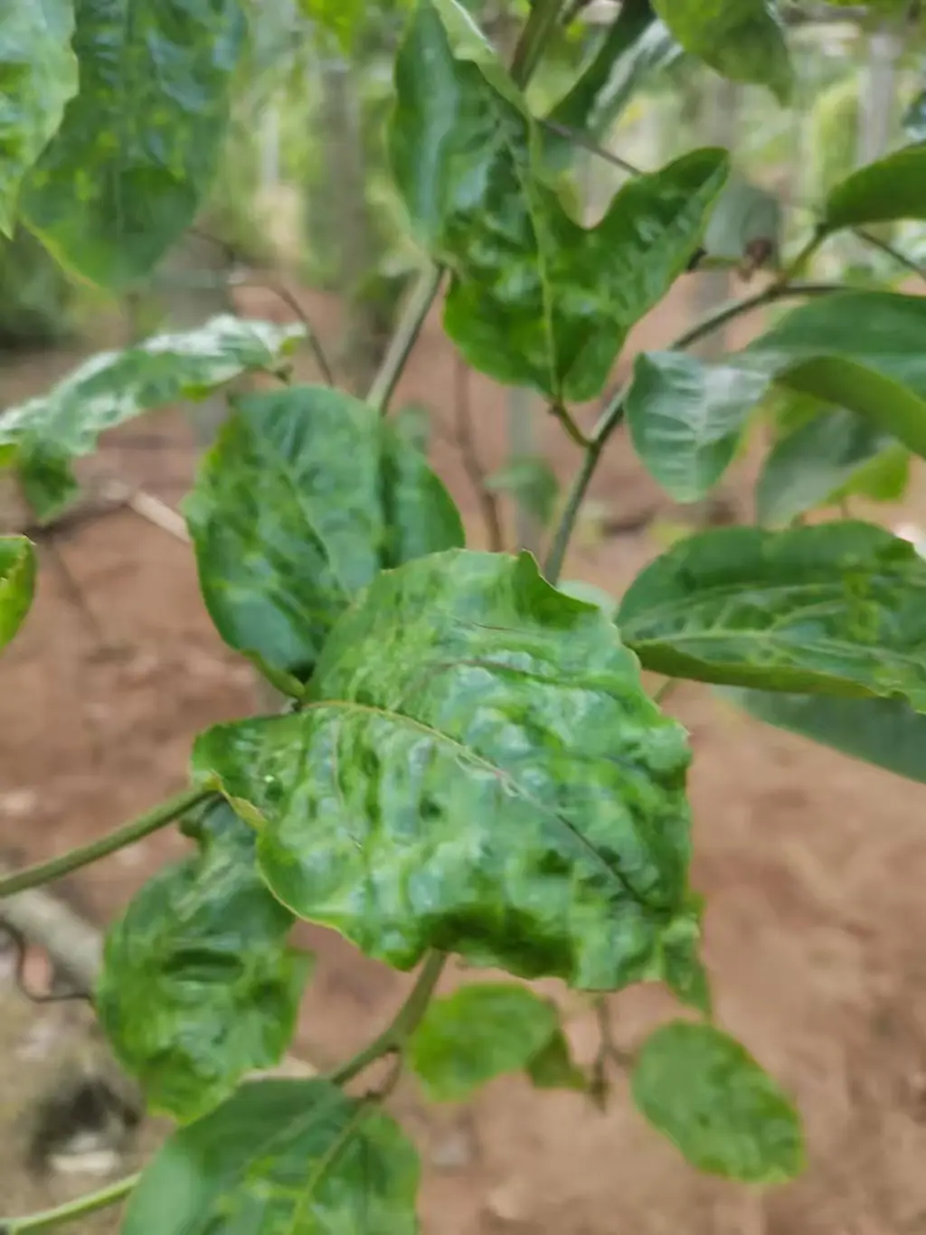 钦蜜九号黄金百香果病毒病