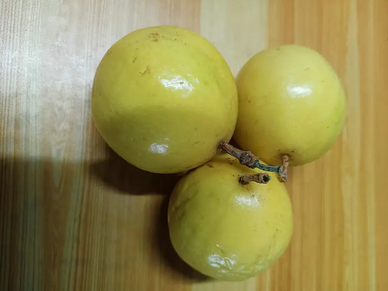 黄金百香果推荐