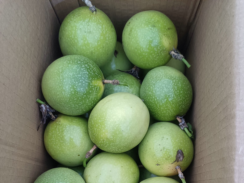 钦蜜九号黄金百香果的生长期间可以分为:苗期、中期、挂果期,注意营养不是化肥