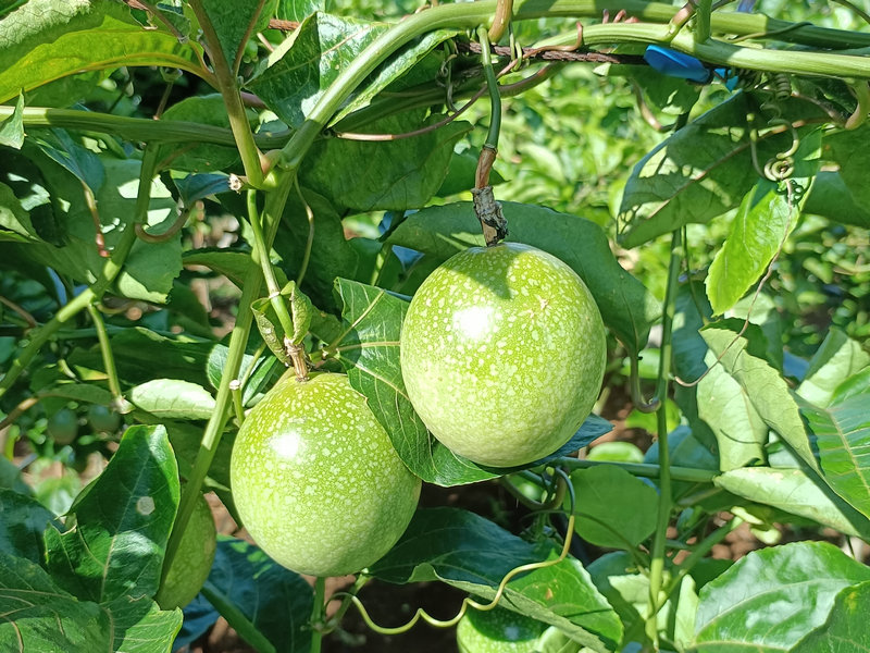 钦蜜九号黄金百香果的生长期间可以分为:苗期、中期、挂果期,注意营养不是化肥