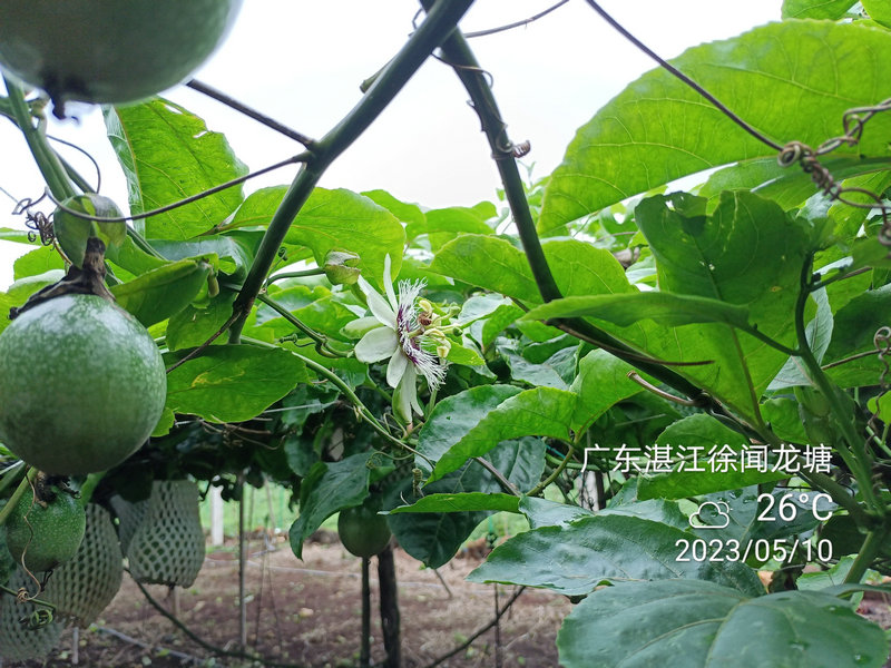 钦蜜九号黄金百香果的生长期间可以分为:苗期、中期、挂果期,注意营养不是化肥