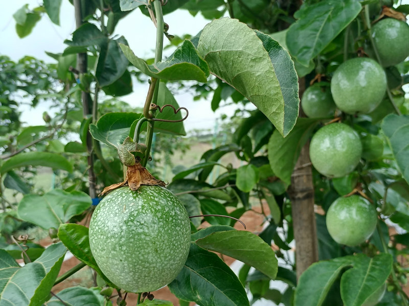 钦蜜九号黄金百香果的生长期间可以分为:苗期、中期、挂果期,注意营养不是化肥