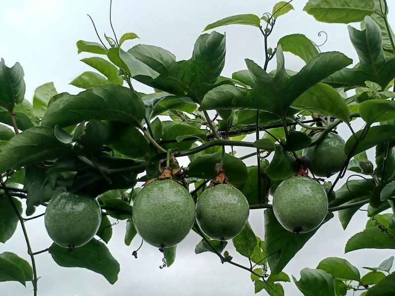 钦蜜九号黄金百香果的生长期间可以分为:苗期、中期、挂果期,注意营养不是化肥