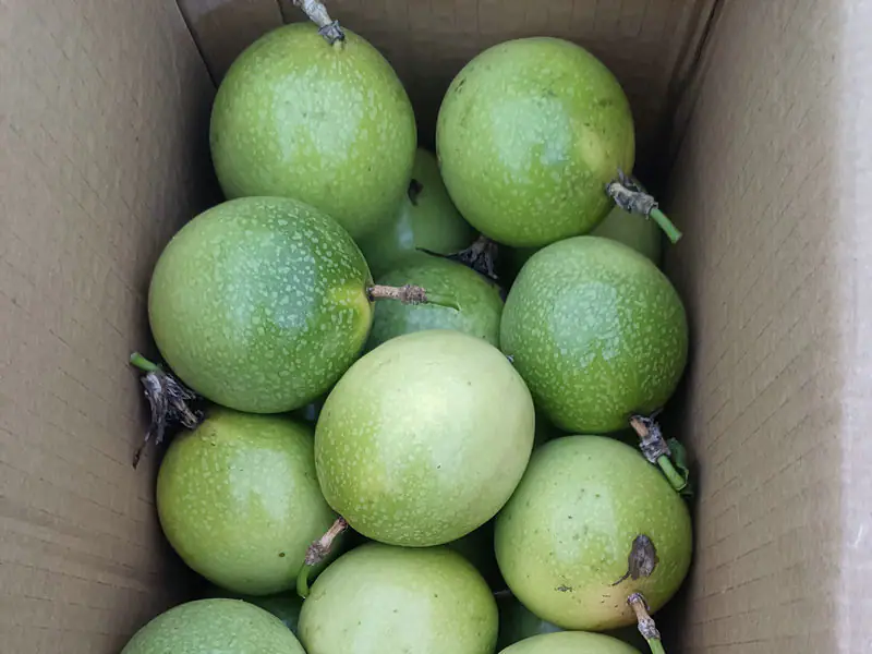 新鲜水果9斤实惠原箱装 果园现摘 坏果包赔 9斤爆汁大满足（广东省发货顺丰包邮）