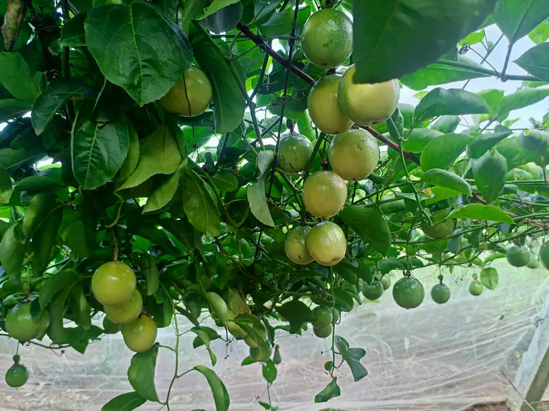 百香果种植基地百香果成熟后采摘