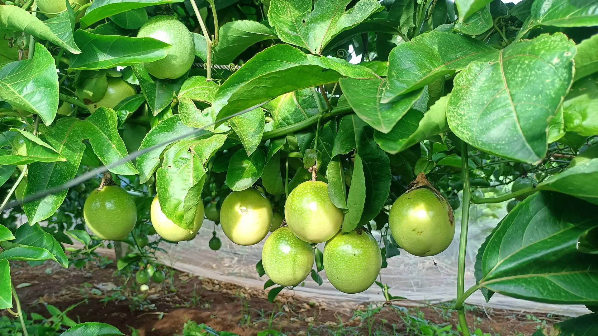 大果规格百香果