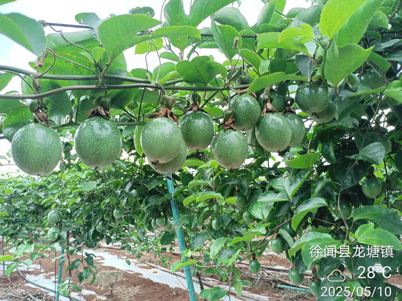 百香果种植基地