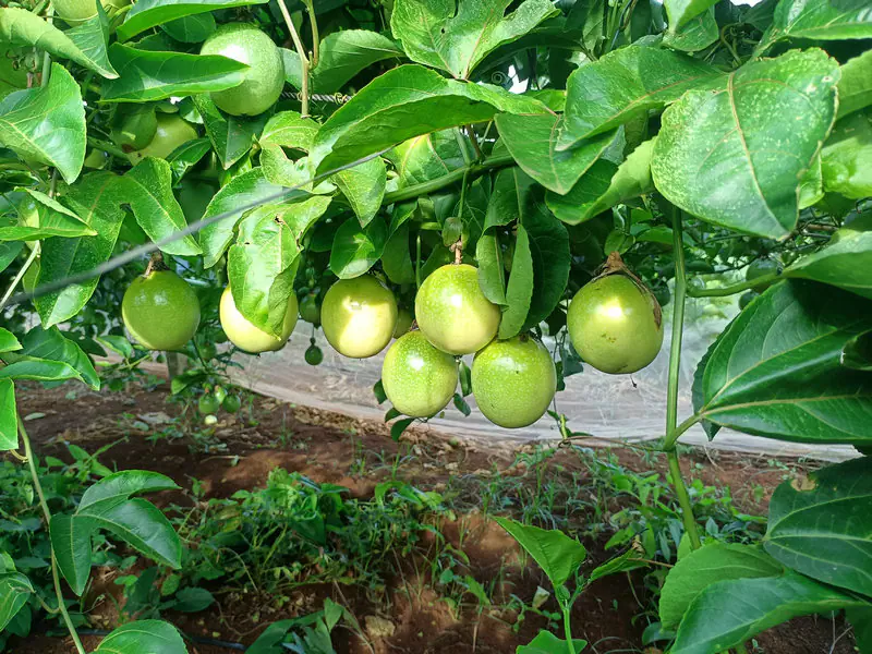 新鲜成熟的百香果