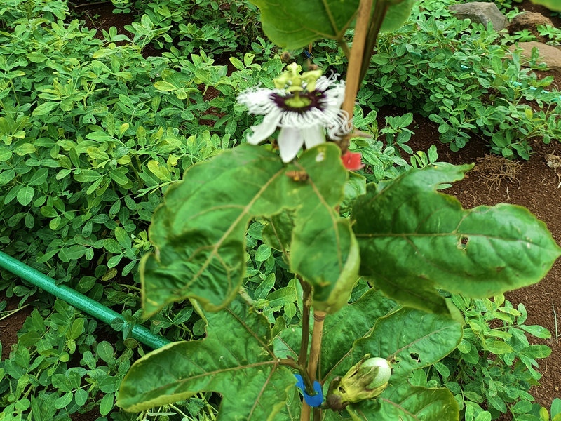 百香果种植，天气低于20度都不要打药，少淋水，吸收障碍